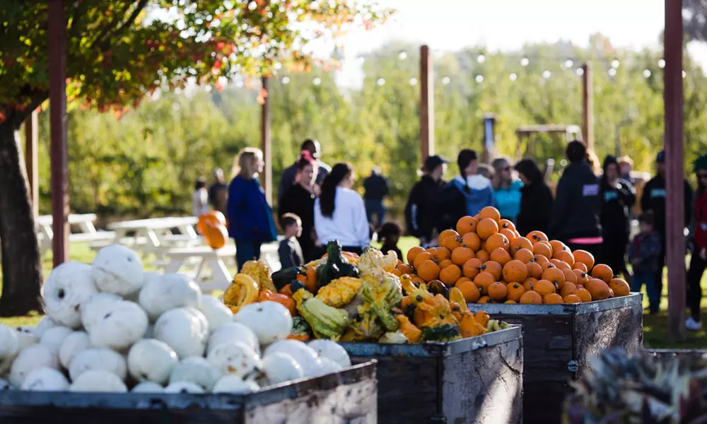 Admission for Two or a Family of Four at Dave's Pumpkin Patch (Up to 50% Off) - Primary Image