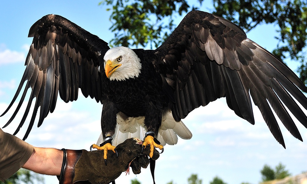 Entrance to Eagle Heights Wildlife Centre with Optional Afternoon Tea