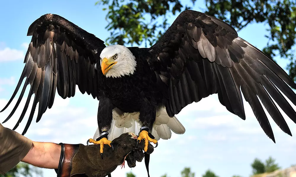 Discover Wildlife at Eagle Heights with Optional Afternoon Tea