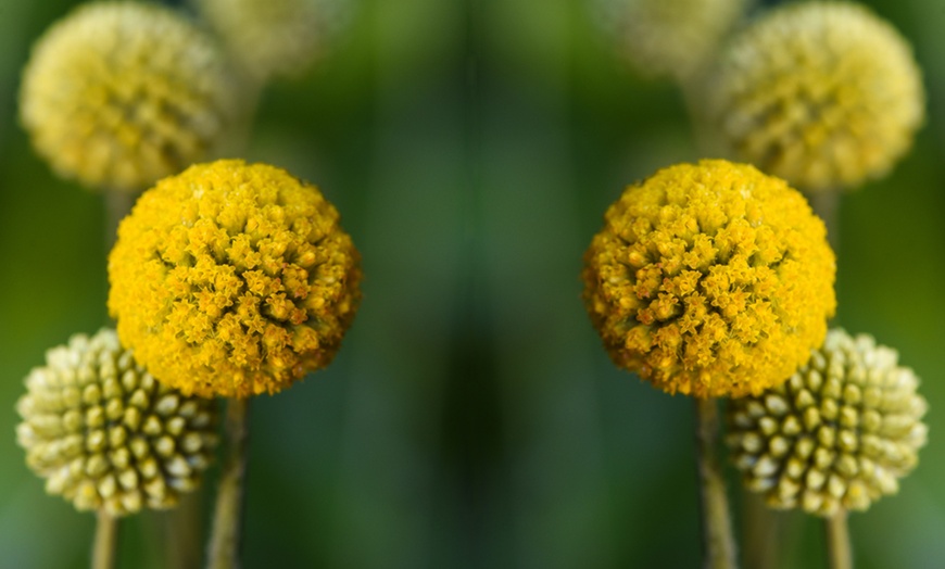 Image 3: Craspedia Golden Drumstick Plants