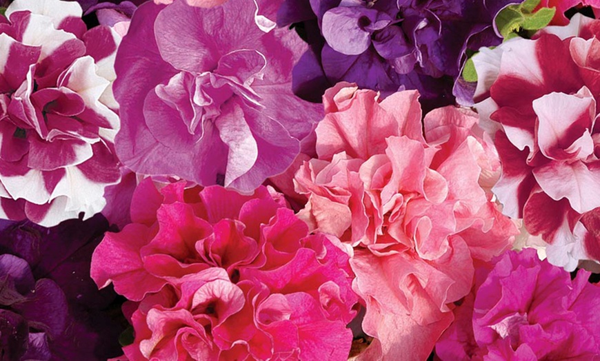 Image 2: Geranium Parade or Petunia Bolero