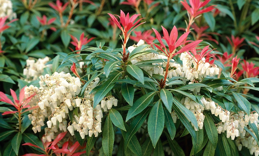 Image 1: Pieris Evergreen Collection 