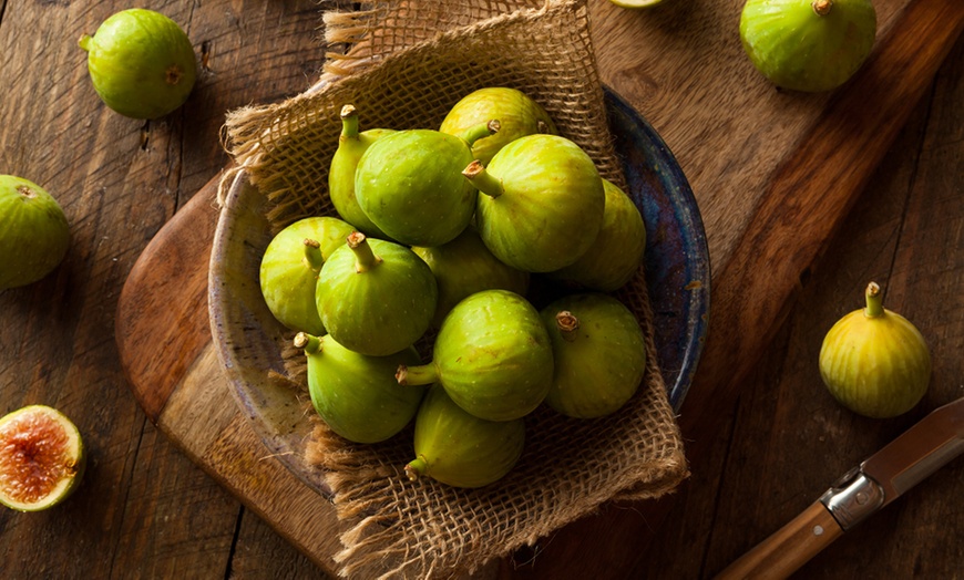 Image 2: Green Fig Fruit Tree - 1 or 2 Potted Plants