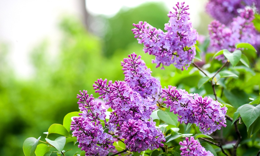 Image 1: Three Syringa Bloomerang Plants