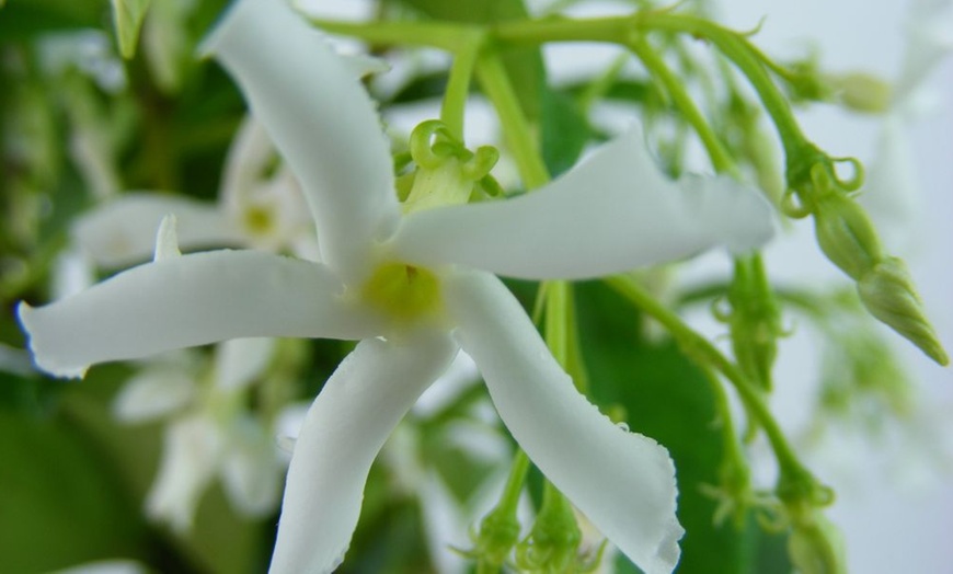 Image 6: Jasmine Trio Collection - 1 or 3 Potted Plants