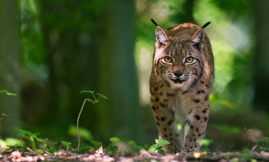 Image 10: Billet PassHan avec accès aux Grottes de Han et au Parc Animalier