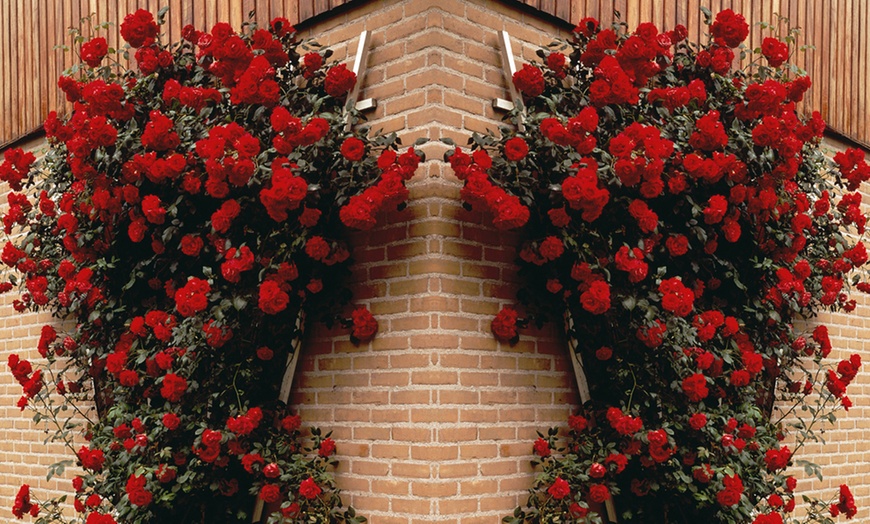 Image 2: Scented Climbing Rose Plants