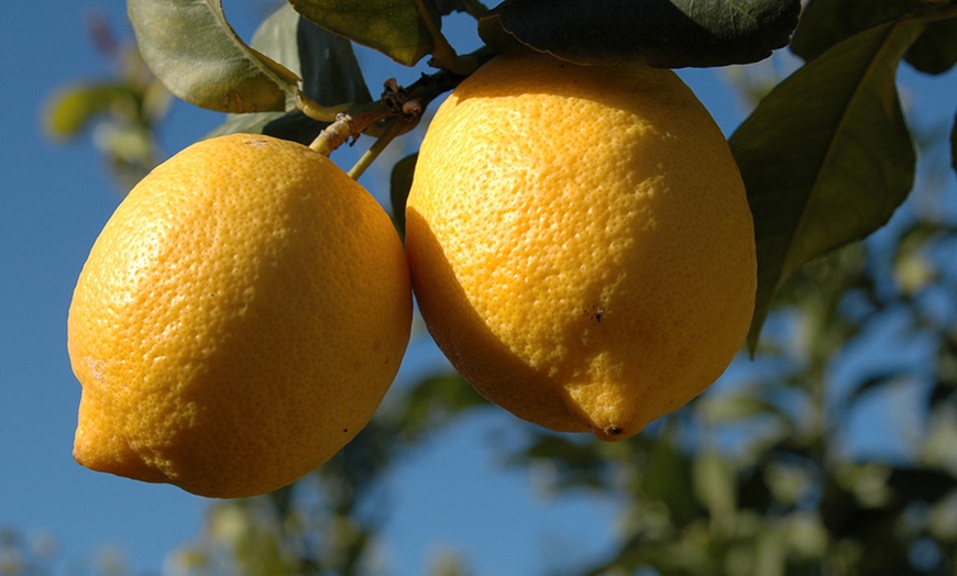 Image 5: 1m Citrus Fruit Trees