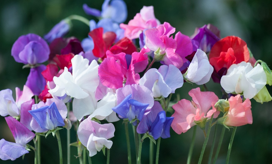 Image 2: Sweet Pea Six or 12 Plants