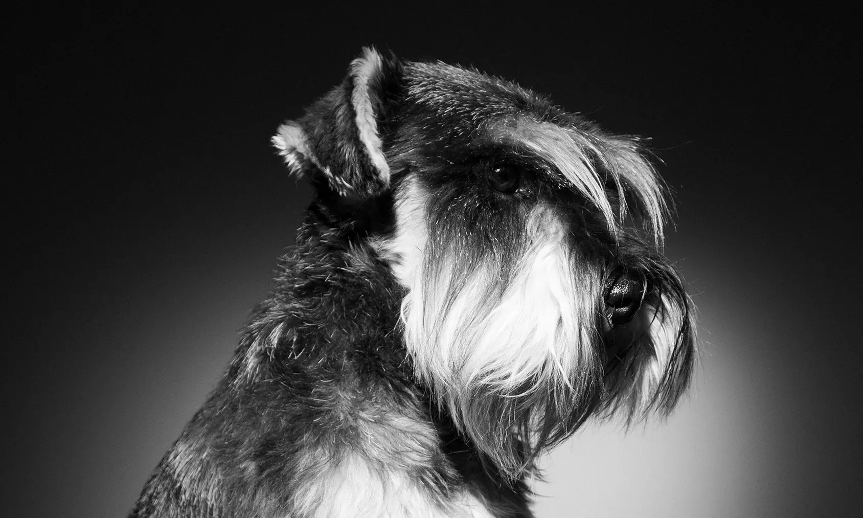 Sesión de fotos en estudio en El Retrato