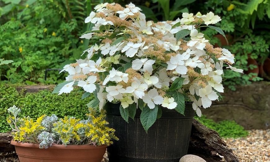 Image 5: One or Two Hydrangea Cloud Nine Plants