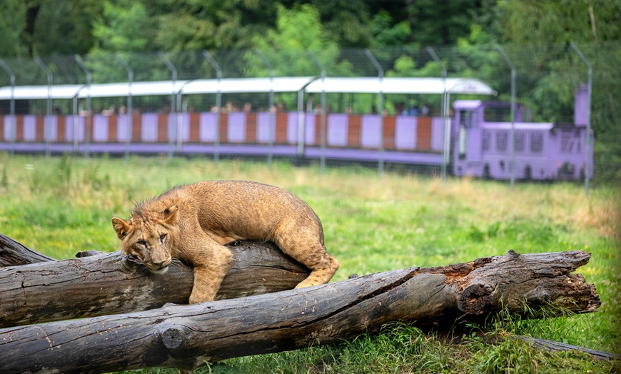 Image 11: Explorez l'incroyable faune sauvage au Lumigny Safari Réserve