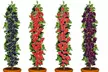 4er-Set pflegeleichte Beerensträucher: Johannisbeeren, Himbeere und Stachelbeere - Second Medium