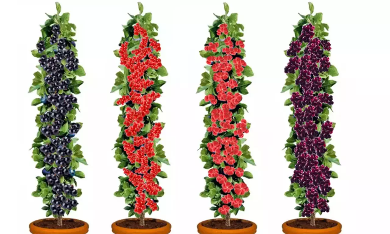 Set di 4 o 8 piante di ribes e lampone