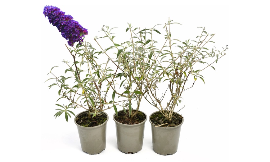 Image 3: Set di 3 Buddleja davidii Butterfly Bush