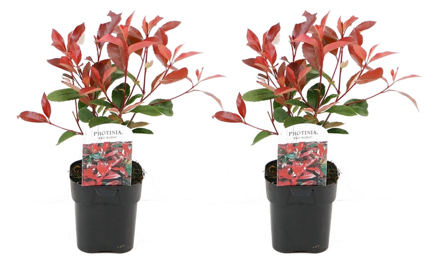 Image 8: 2, 4 o 6 piante di Photinia Red Robin