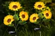 Two or Four Upgraded 3 in 1 Solar Sunflower LED Lights - Second Medium