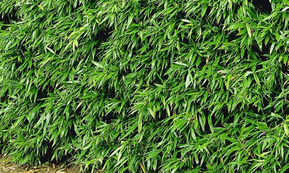 8/16/24 Pflanzen Winterharte Bambus-Hecke - Primary Image