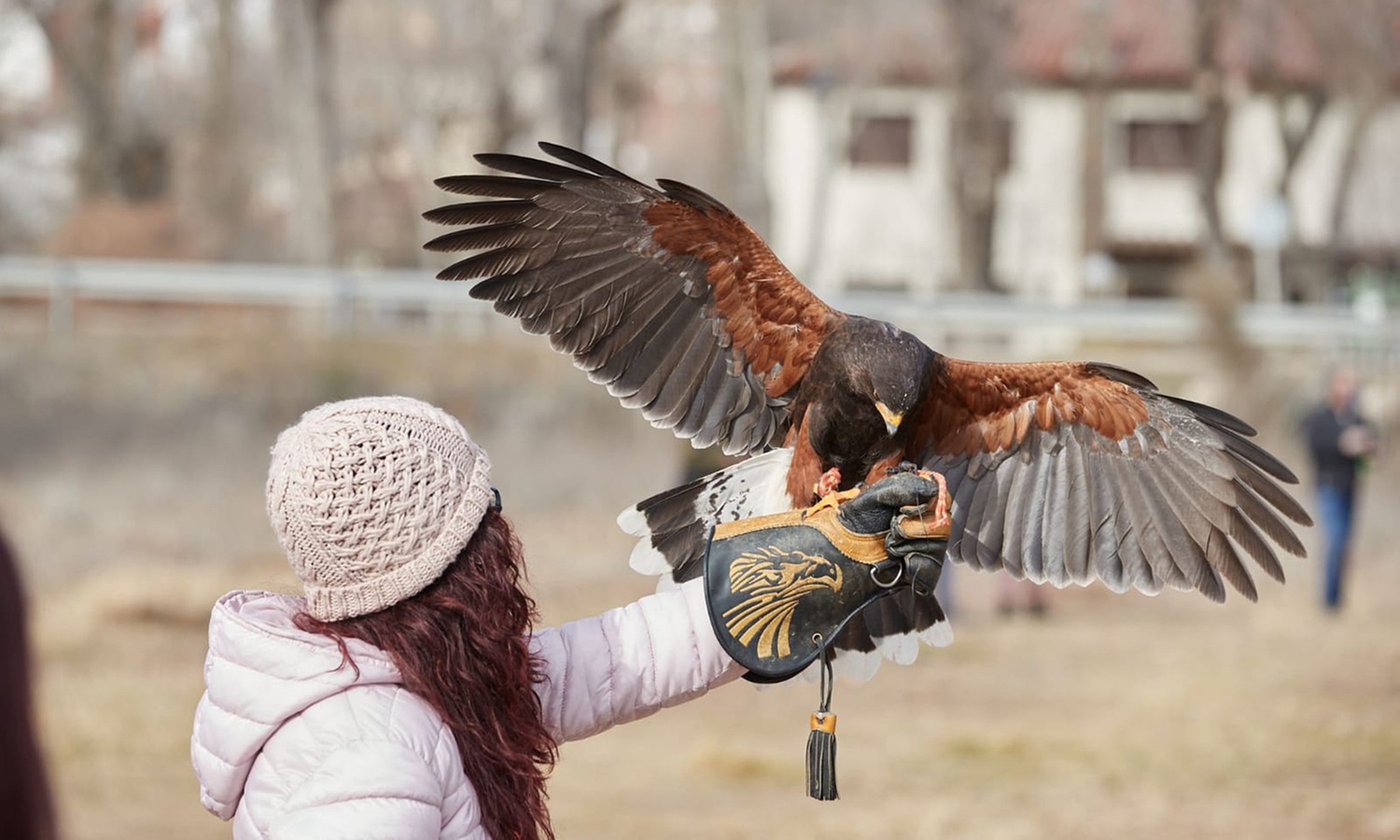 Experiencia de cetrería con vuelo de águila en Emociones Al Vuelo
