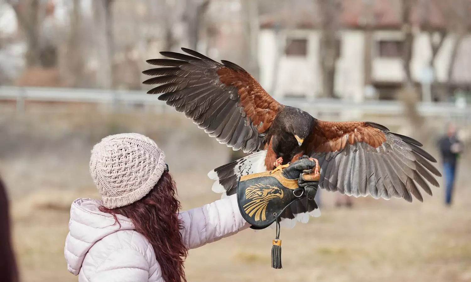 Experiencia de cetrería con vuelo de águila en Emociones Al Vuelo