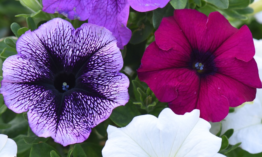 Image 4: 5, 10 or 20 Petunia Giant Mix Plants