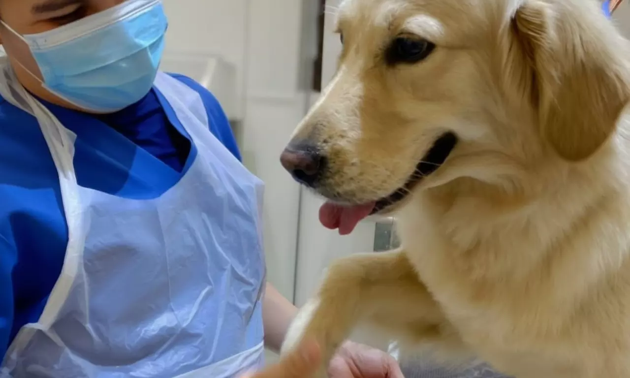 Pet Grooming & Vaccine Care (Consultation, PCH/DHPPI, and Deworming)