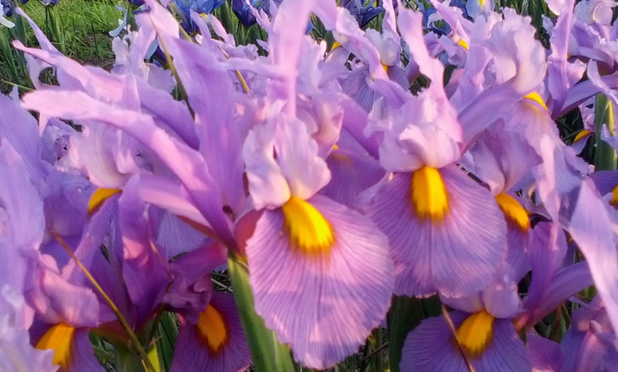 Image 2: Pink Panther Iris Bulbs