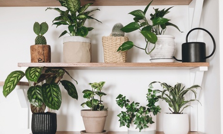 1 o 2 piante XL di Calathea, disponibili in 4 tipologie