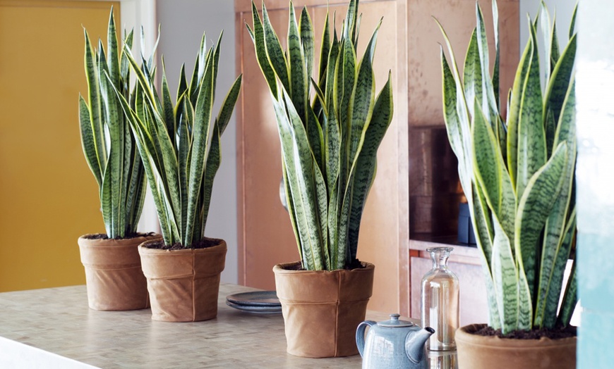 Image 4: 2x oder 4x Bogenhanf "Sansevieria"