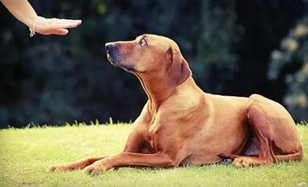 $150 for $200 Worth of Services — Presentable K9 - Primary Image