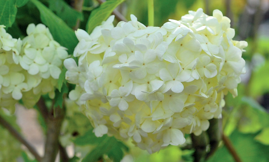 Image 8:  Viburnum 'Opulus Roseum' - 1 or 2 Potted Plants