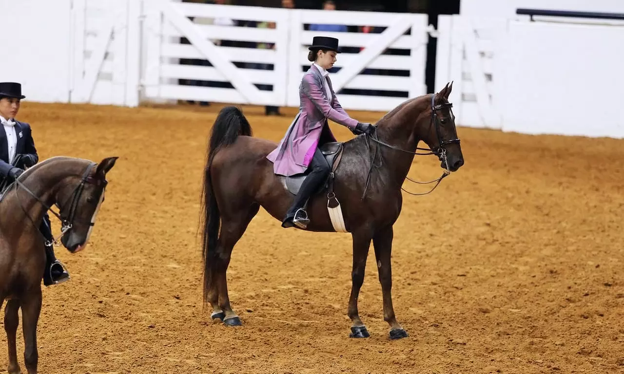 5 or 10 30-Minute Horseback-Riding Lessons at Paul Cates Stable (Up to 53% Off) - Primary Image