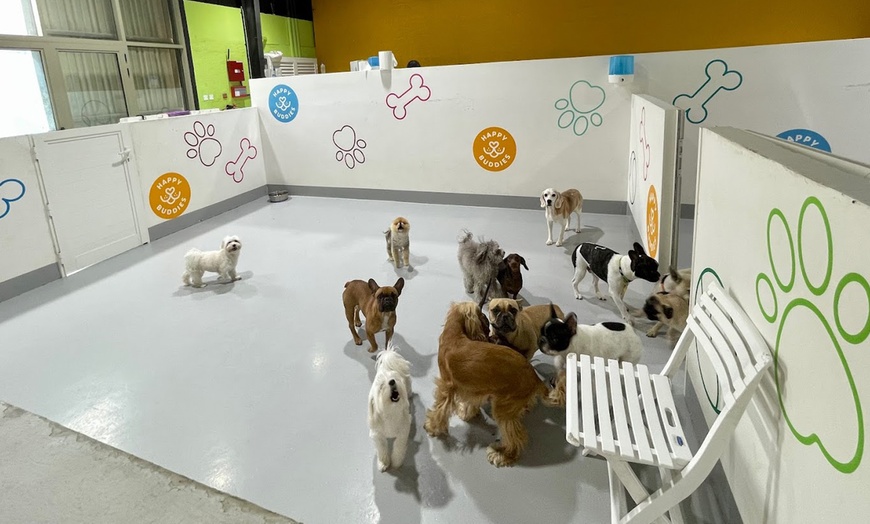 Image 5: Pet Grooming for Dog at Happy Buddies Dog Grooming