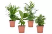 Lot de 4 plantes Chamaedorea Elegans, Musa oriental Dwarf, Coffea Arabica et Areca Lutescens - Second Medium
