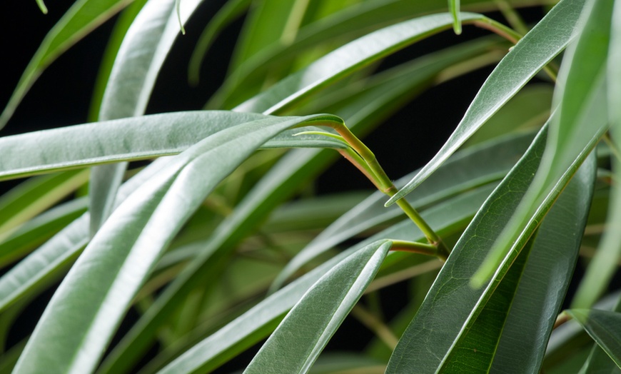 Image 3: Piante di Ficus