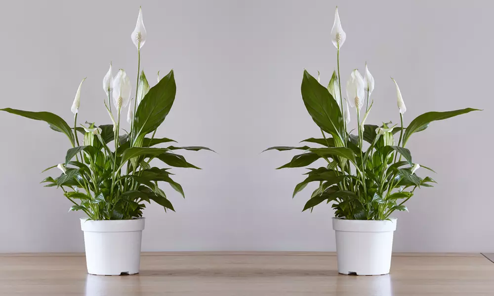 Mixed Easy Care Houseplants