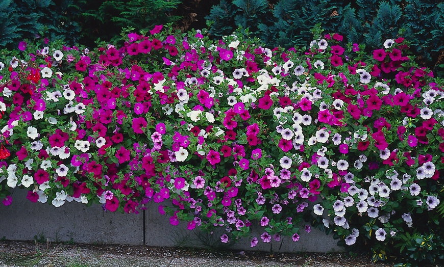 Image 5: Up to 30 Petunia Trailing Plants