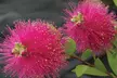 Bottlebrush (Callistemon viminalis) 'Hot Pink' Choose One or Two Plants - Second Medium