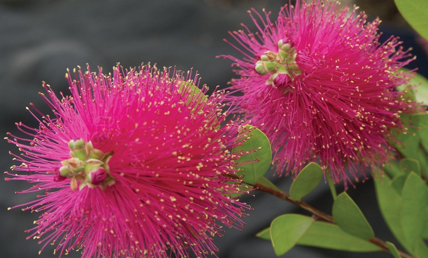 Image 3: Callistemon Viminalis Hot Pink