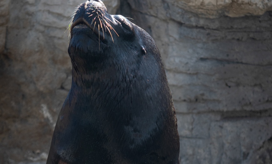 Image 9: Entrada de 1 día al Oceanogràfic