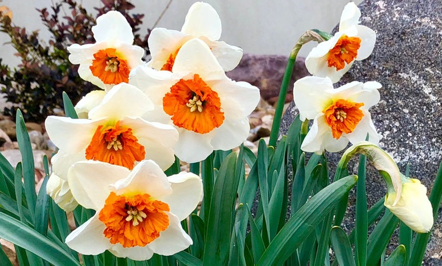 Image 4: 10, 20 or 40 Daffodil Bella Vista Bulbs