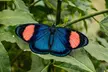 Step into a Tropical Paradise at London Butterfly Gardens with Entry for Adults and Children (Up To 47% Off) - Second Medium