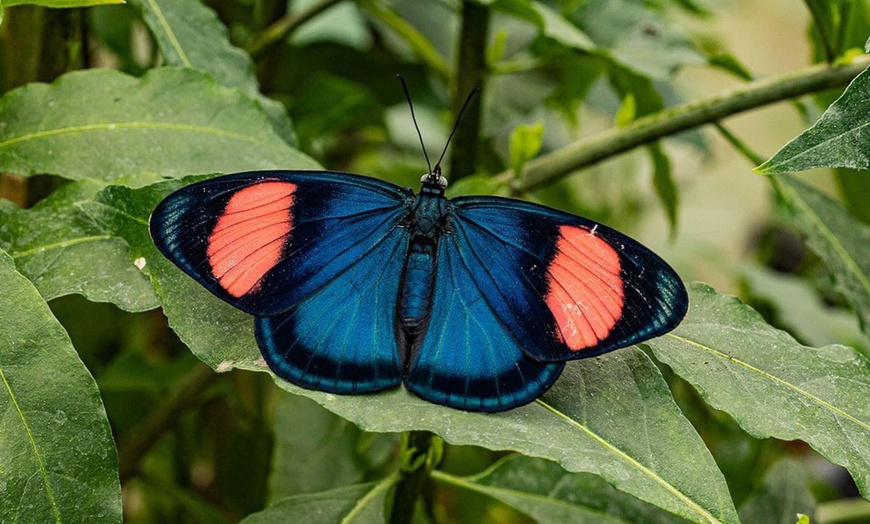 Image 2: Magic of London Butterfly Gardens with Entry for Adults and Children!