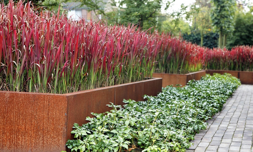 Image 3: Japanese Red Grass