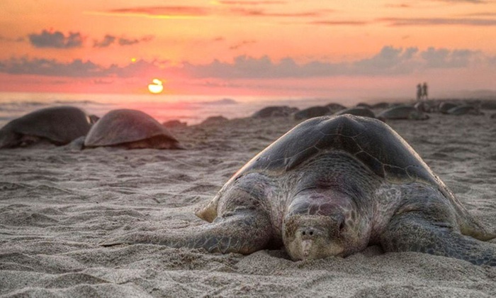 Ras Al Jinz Turtle reserve | Groupon