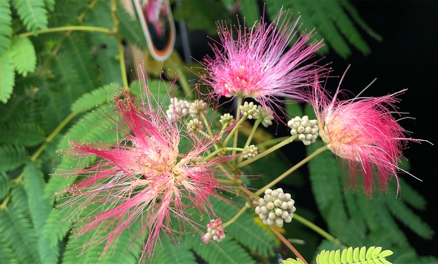 Image 3: Calliandra Dixie Pink Powder Puff
