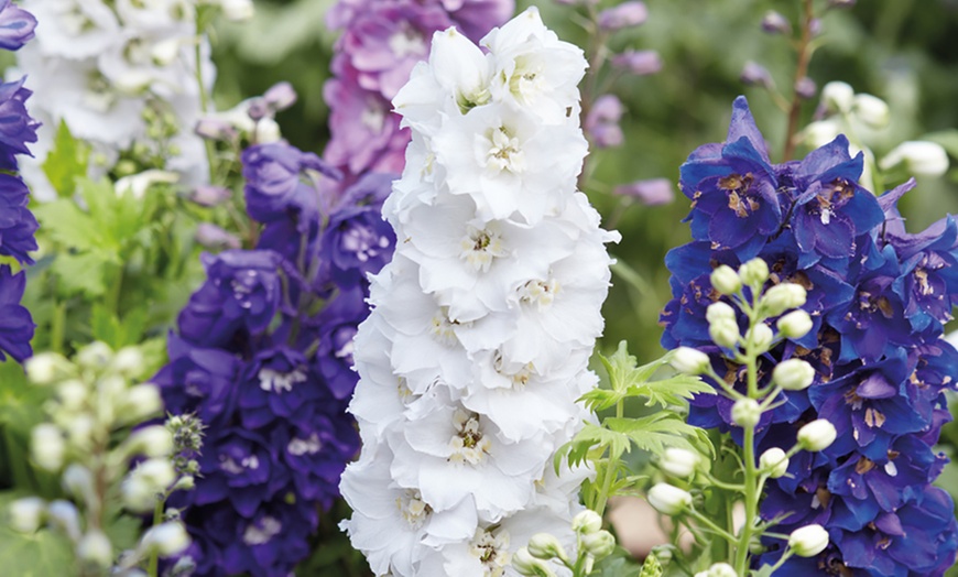 Image 5: Cottage Garden Plug Plants
