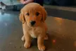 Find Your Zen (and a Puppy Friend) - At Pawsitive Wellness Puppy Yoga! - Second Medium