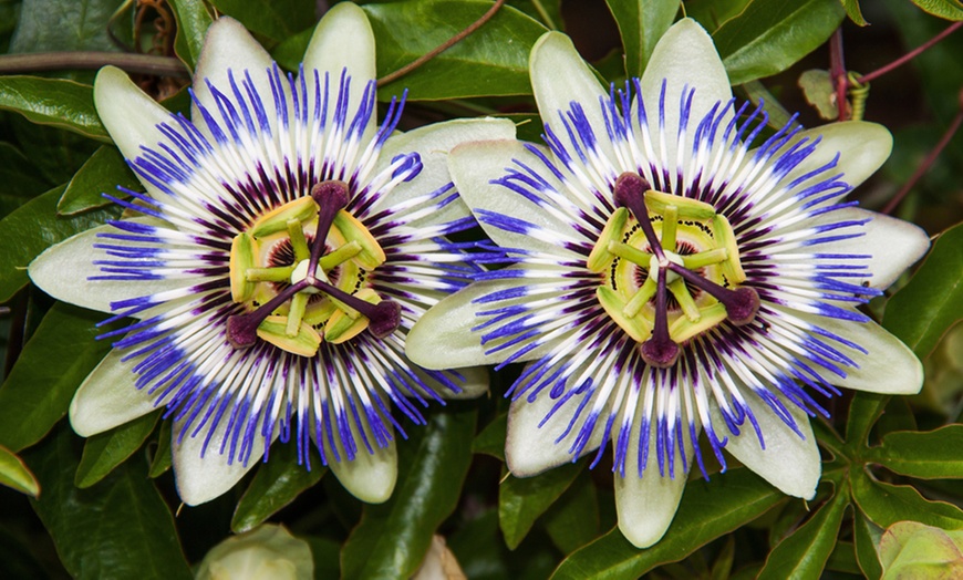 Image 1: One, Two or Three Passiflora Caerulea Plants