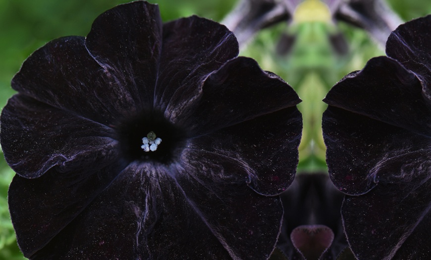 Image 3: Petunia Black Mamba Plants 